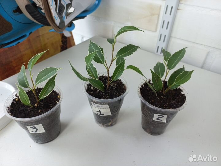 Фикусы сортовые (Эльдорадо, Нина и т.д.)
