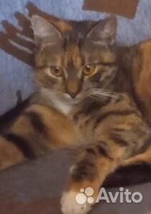 Потерялась кошка