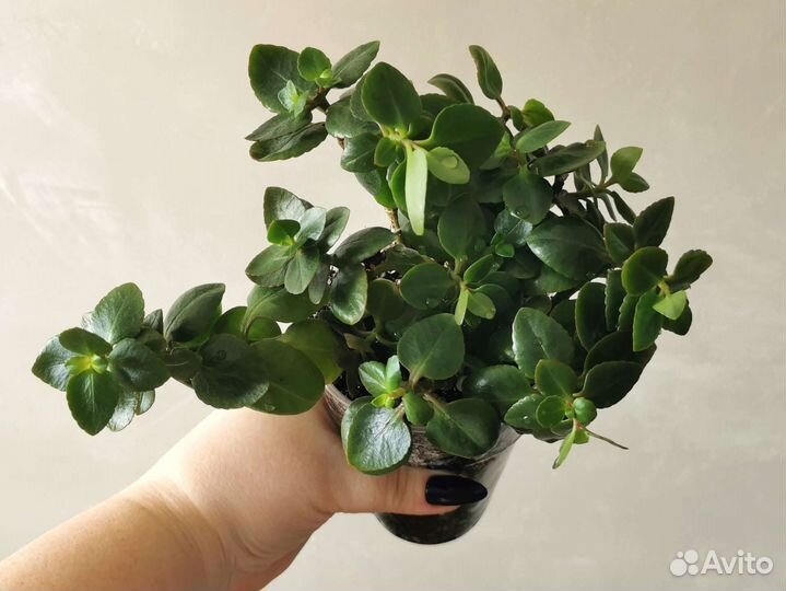 Каланхоэ розовый