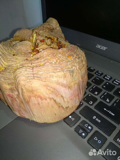 Спилы дерева (волнореза)