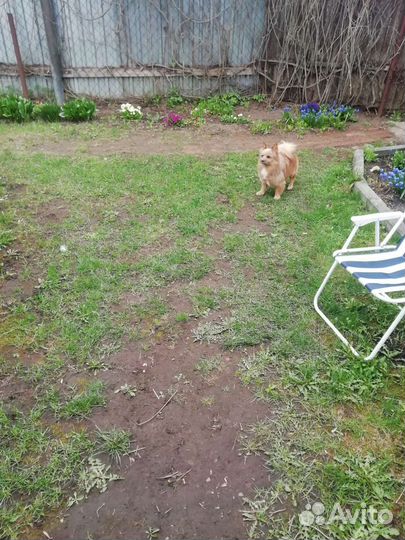 Шпиц для вязки