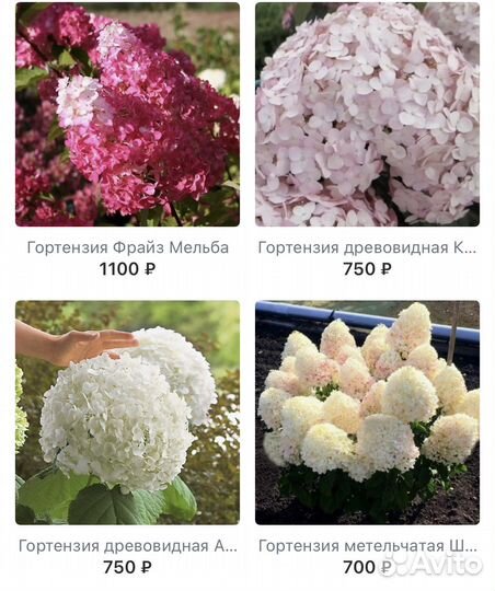 Гортензии саженцы