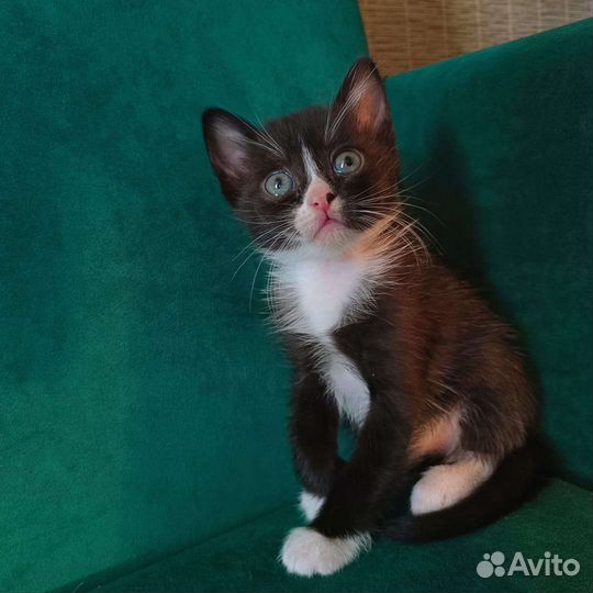 Котята в добрые руки 1 месяц