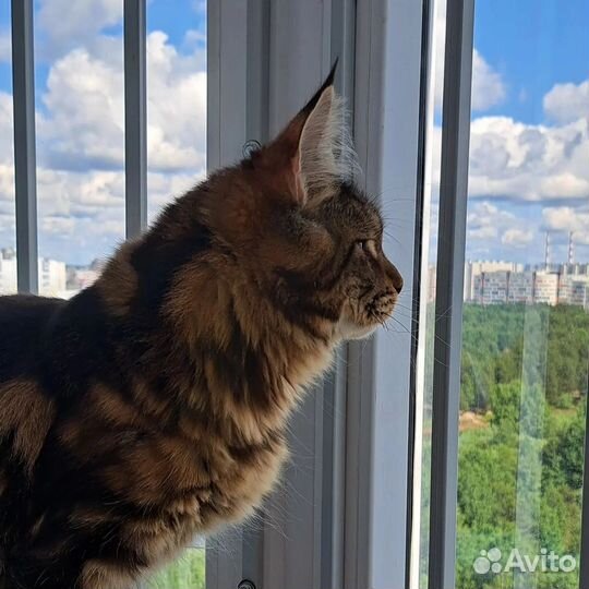 Мейн-кун котик n22