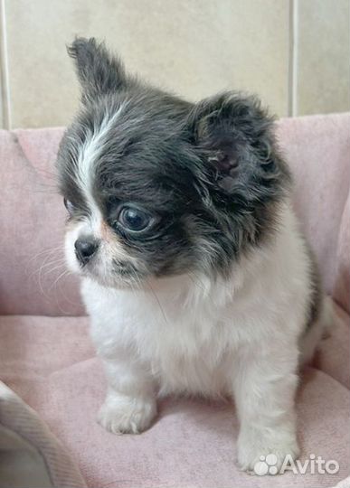 Чихуахуа мини девочка