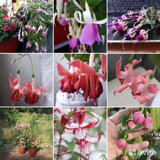 Фуксии сортовые