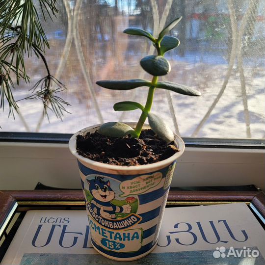 Комнатные растения