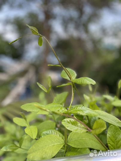 Морозостойкий вьющийся Фикус