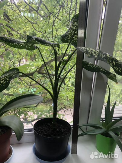 Комнатные растения цветы