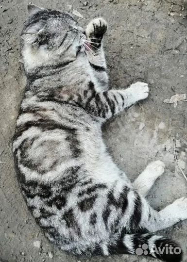 Кот в добрые руки
