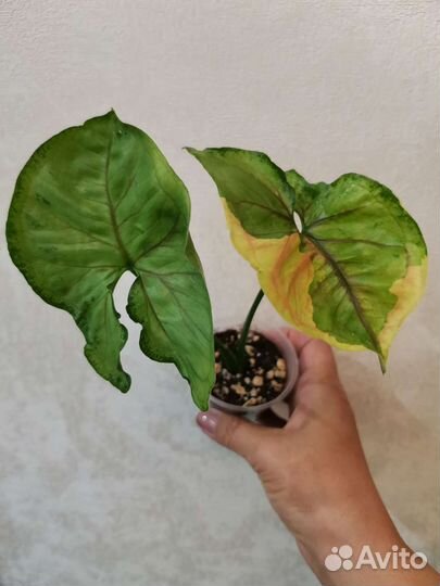 Сингониум орм тонг вариегатный