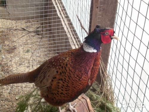 Фазаны Серебристые, Румынские ушастые, Охотничьи