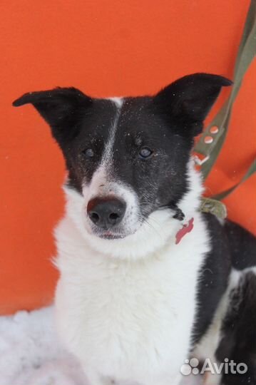 Луша-спокойная и душевная собачка