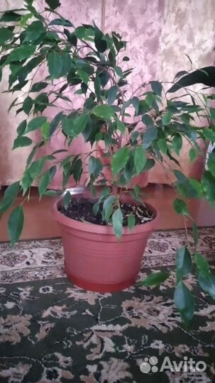 Домашние растения