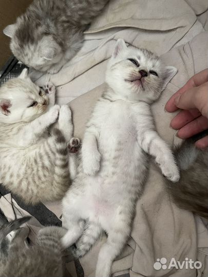 Котята шотландцы