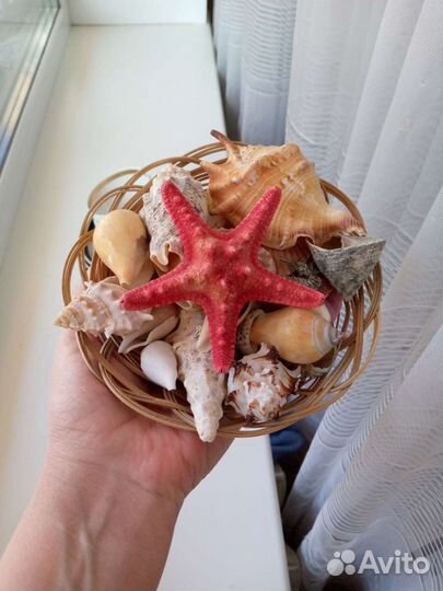 Ракушки декоративные в корзине