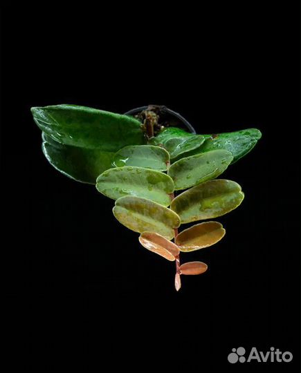 Растения для террариума маркгравия