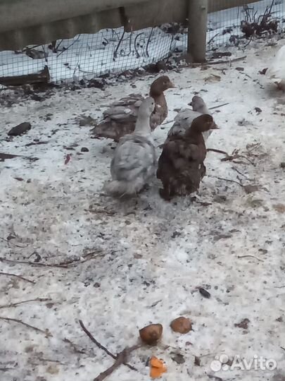 Мускусные утки