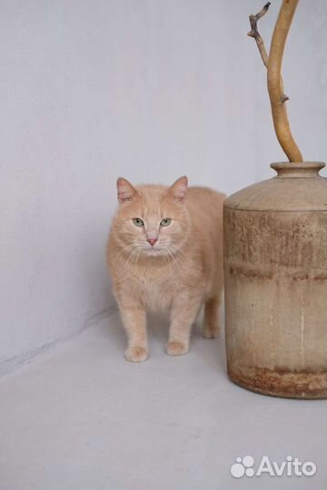 Рыжий кот