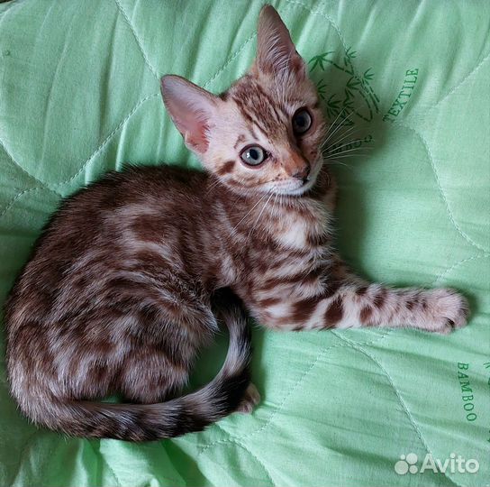 Бенгальский котенок мальчик