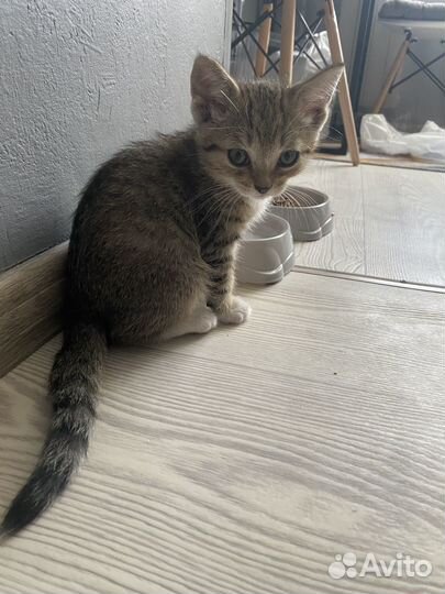 Котенок кот