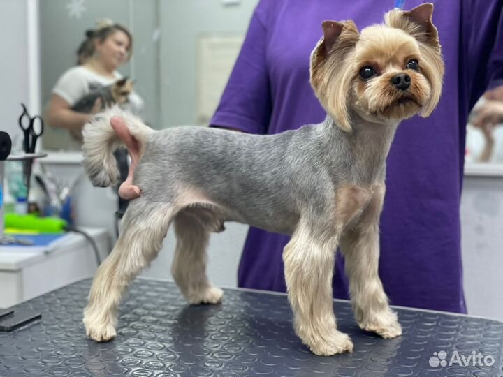 Курсы Груминга