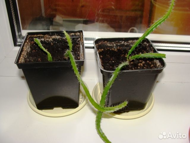 Комнатные растения