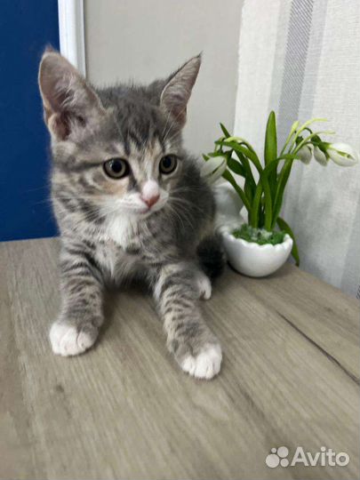 Маленькая кроха ищет семью