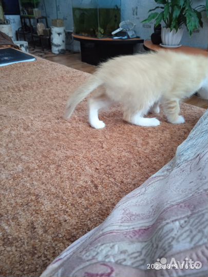 Котята 2 мес