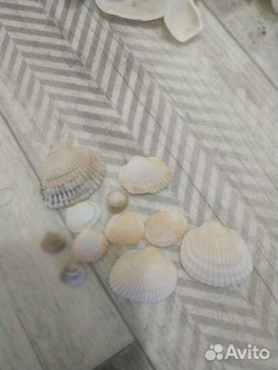 Красивые ракушки