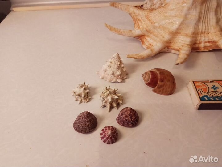 Коллекция ракушек, камней из дальних морей