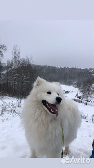Вязка самец самоед