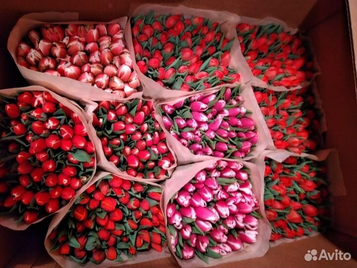 Тюльпаны к 8 марта оптом и в розницу экстра класса
