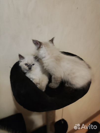 Невская маскарадная