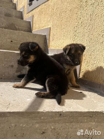 Немецкая овчарка