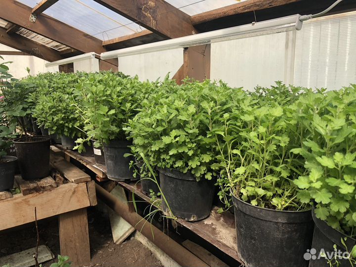 Хризантема мультифлора