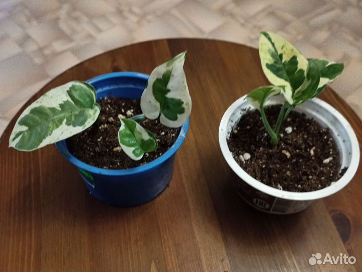 Сциндапсус н Джой