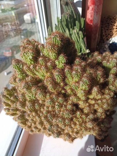 Кактус (скала)