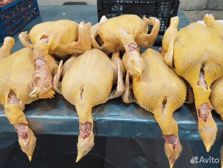 Куры свежие халяль
