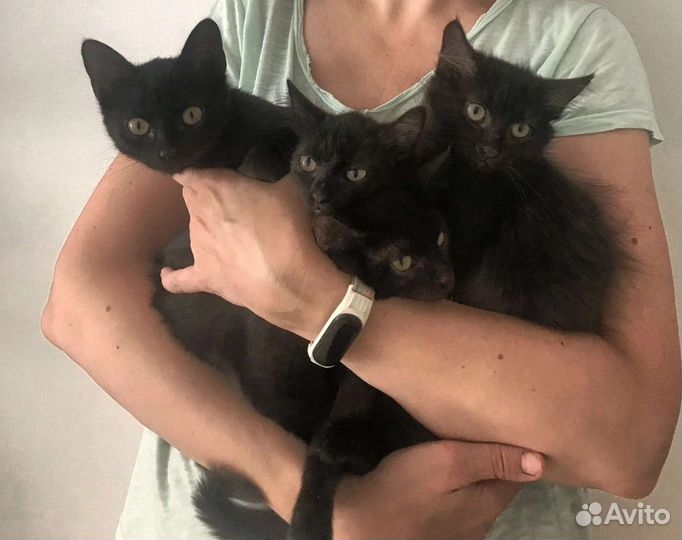 Котята в добрые руки
