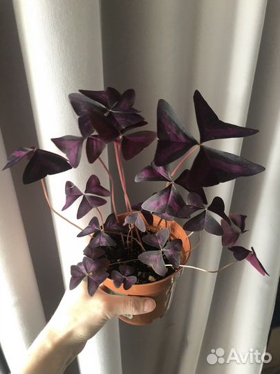 Кислица оксалис комнатное растение