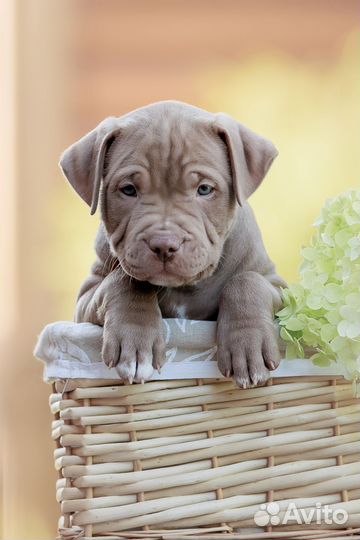 Щенки американского питбультерьер