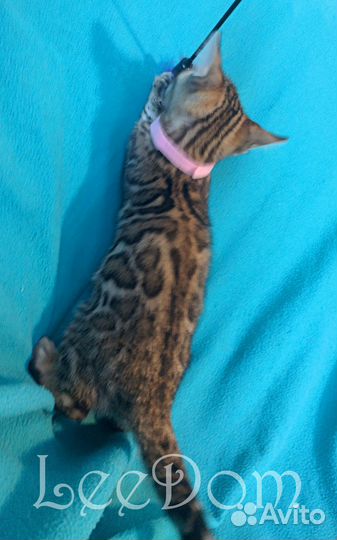 Бенгальские котята кошки коты