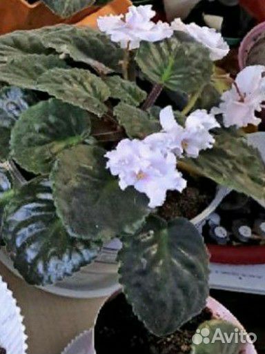 Сортовые фиалки