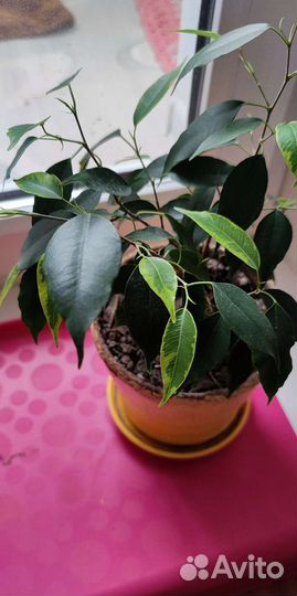 Фикус бенджамина пестролистный