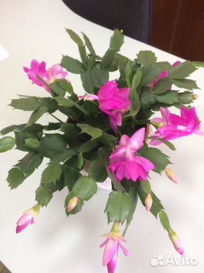 Декабрист оранжевый и розовый и белый и жёлтый