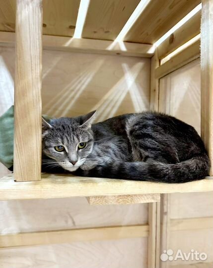 Кошке Любе нужен дом