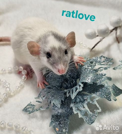 Крысята крыски малыши мальчуганы от ratlove