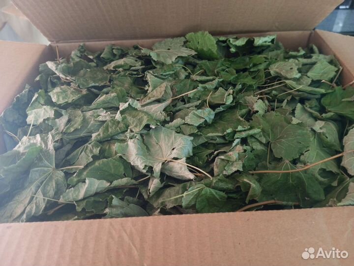 Сушеная крапива