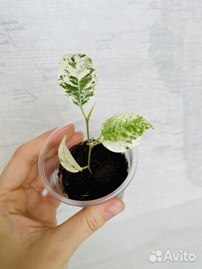 Фикус Эльдорадо